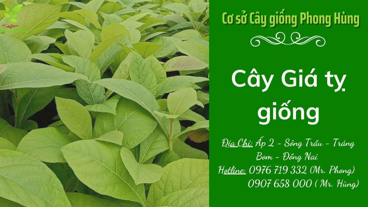 cây gỗ tếch giống